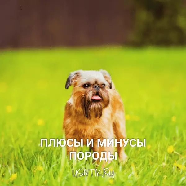 Плюсы и минусы бельгийских гриффонов