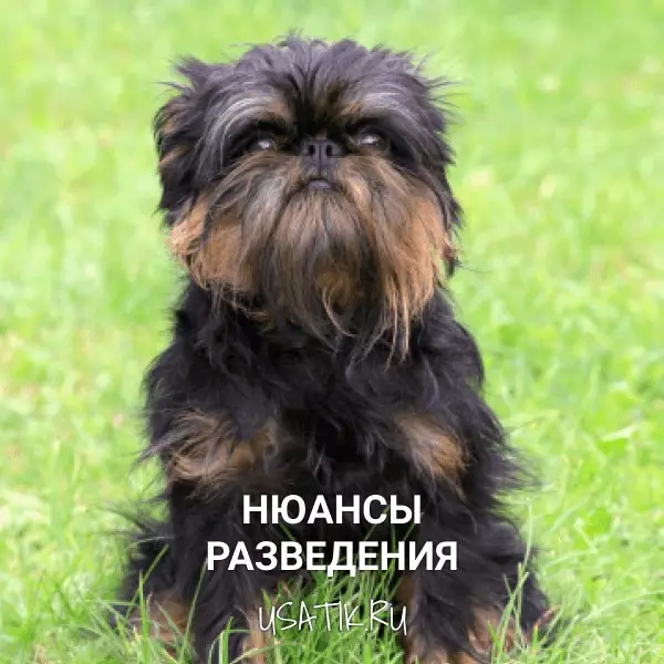 Разведение бельгийских гриффонов