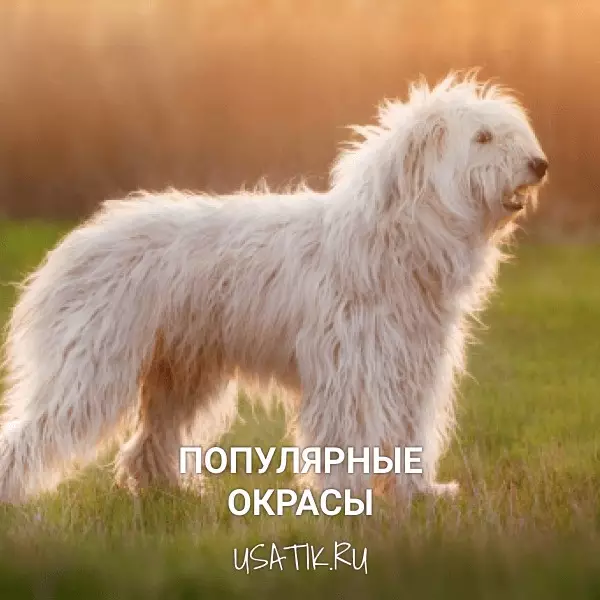Популярные окрасы южнорусских овчарок