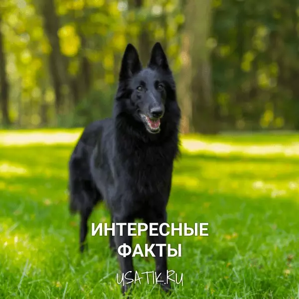 Интересные факты о грюнендалях