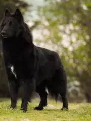 Грюнендаль